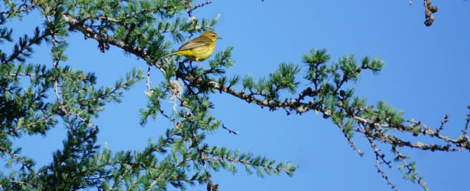 Palm warbler on evergreen tree.